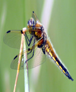 Four Spotted Chaser