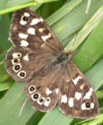 Specked Wood Butterfly
