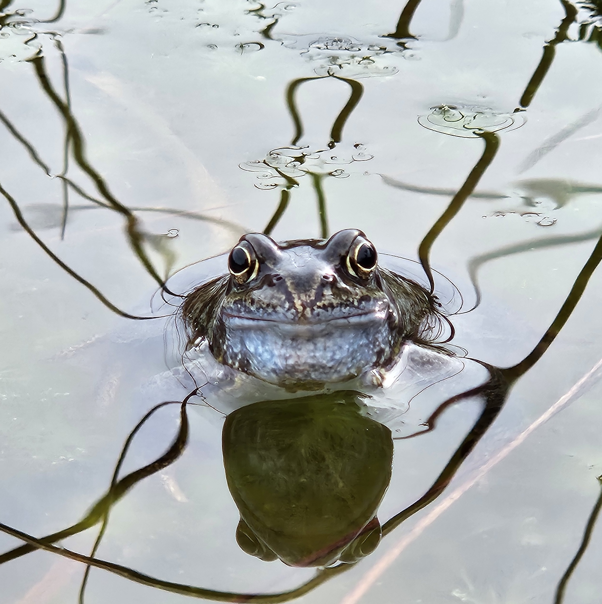 February-2026---Frog-in-Water-by-Lyndsey-Casserly